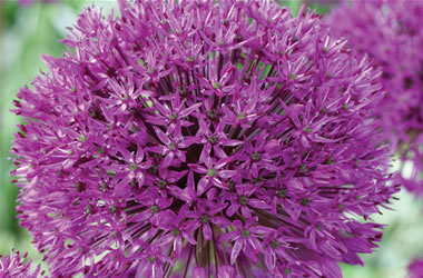Allium Purple Sensation