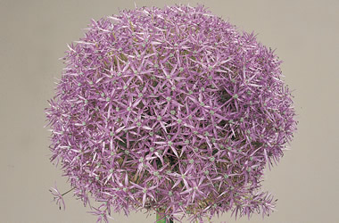 (1A) Allium Pinball Wizard
