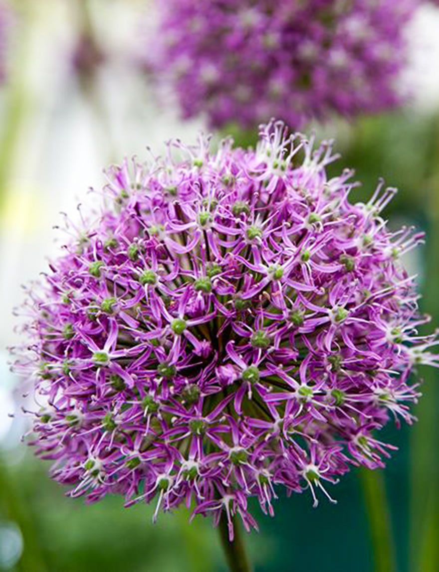 Allium Mars