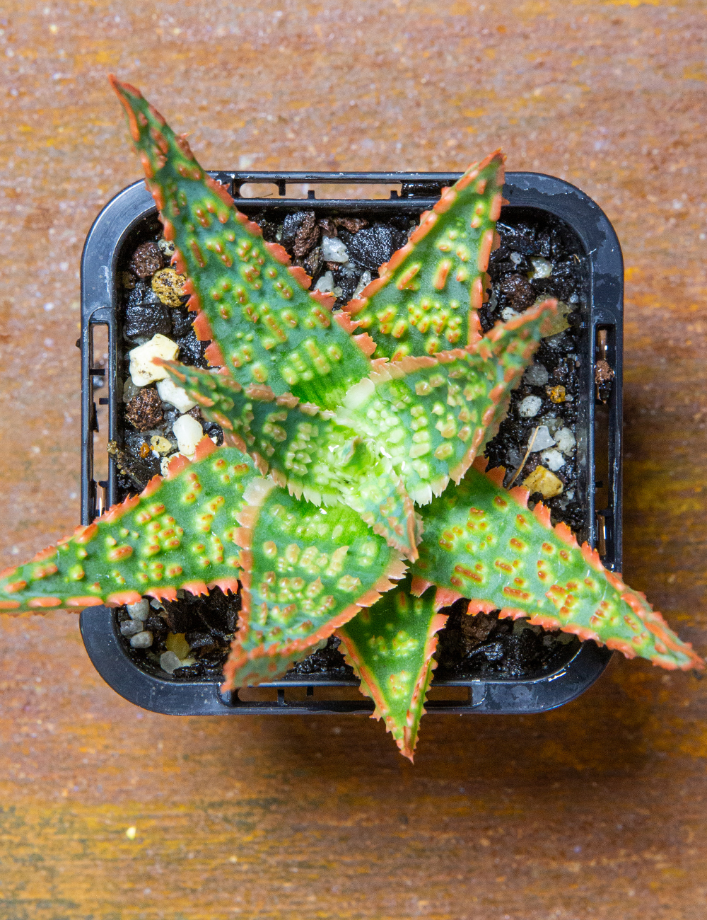 Aloe 'Piranha'