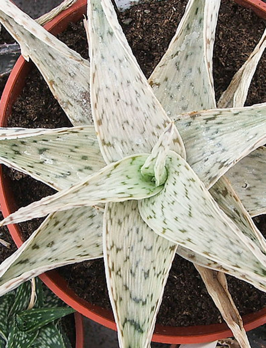 Aloe Quicksilver