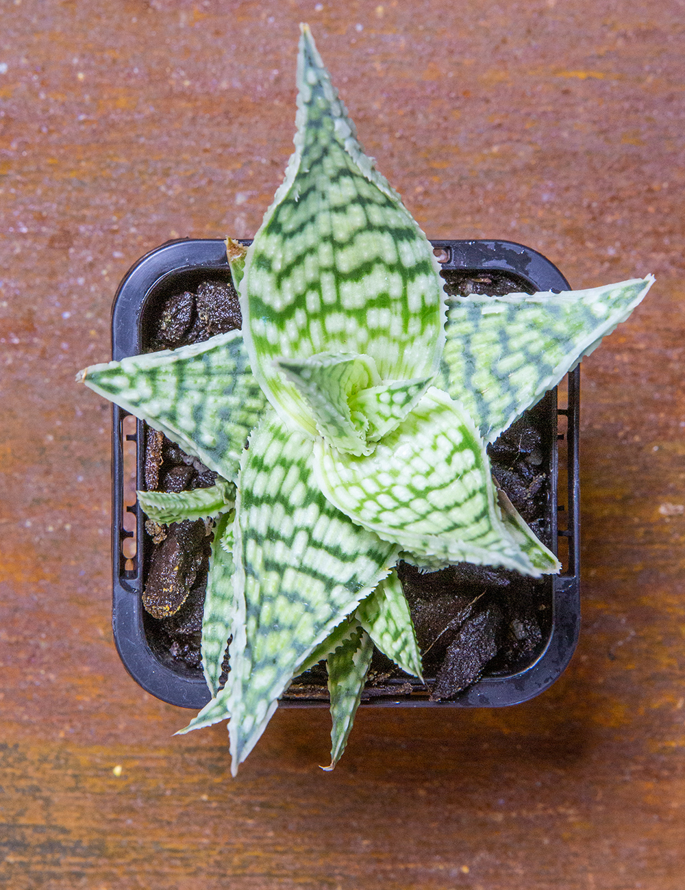 Aloe 'Sunshine'