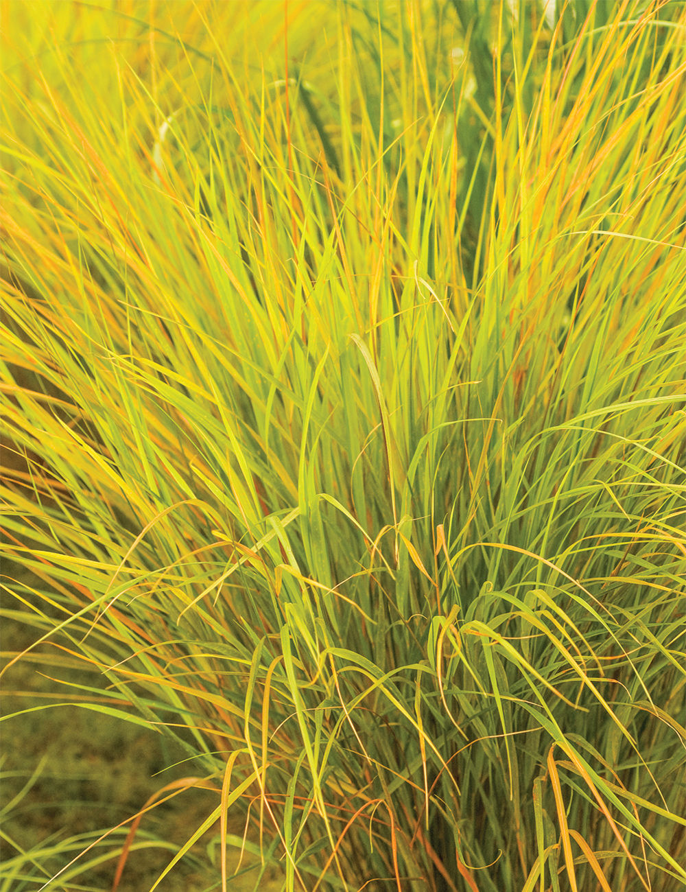 New Zealand Wind Grass