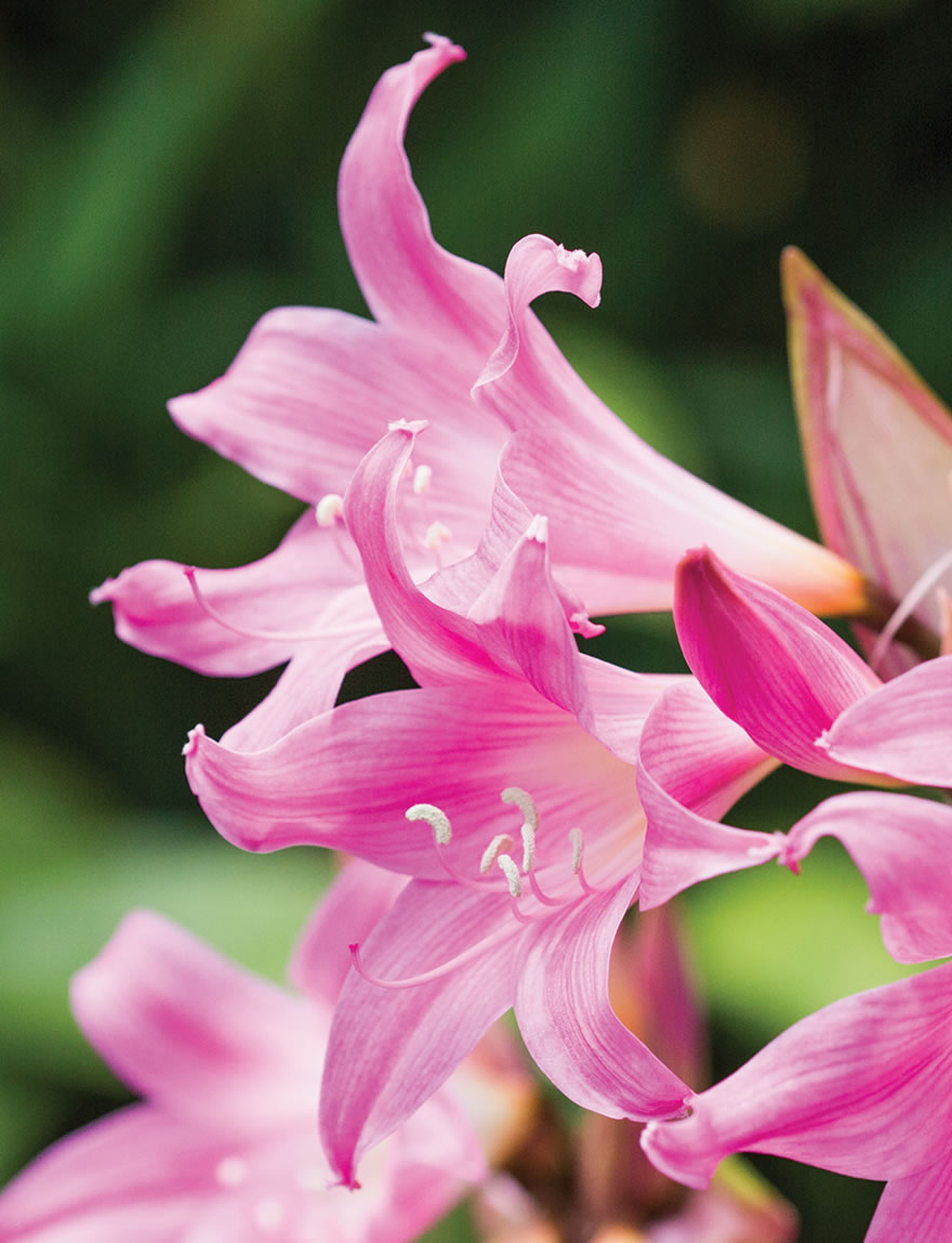 Dwarf Belladonna Lily Elegant Lady