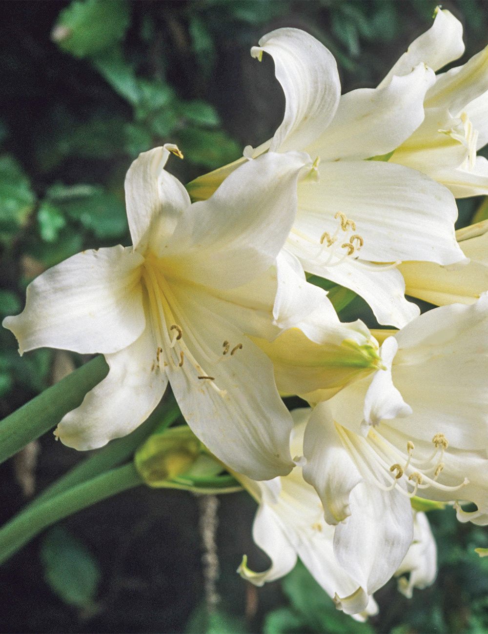 Belladonna Lily 'Hathor'