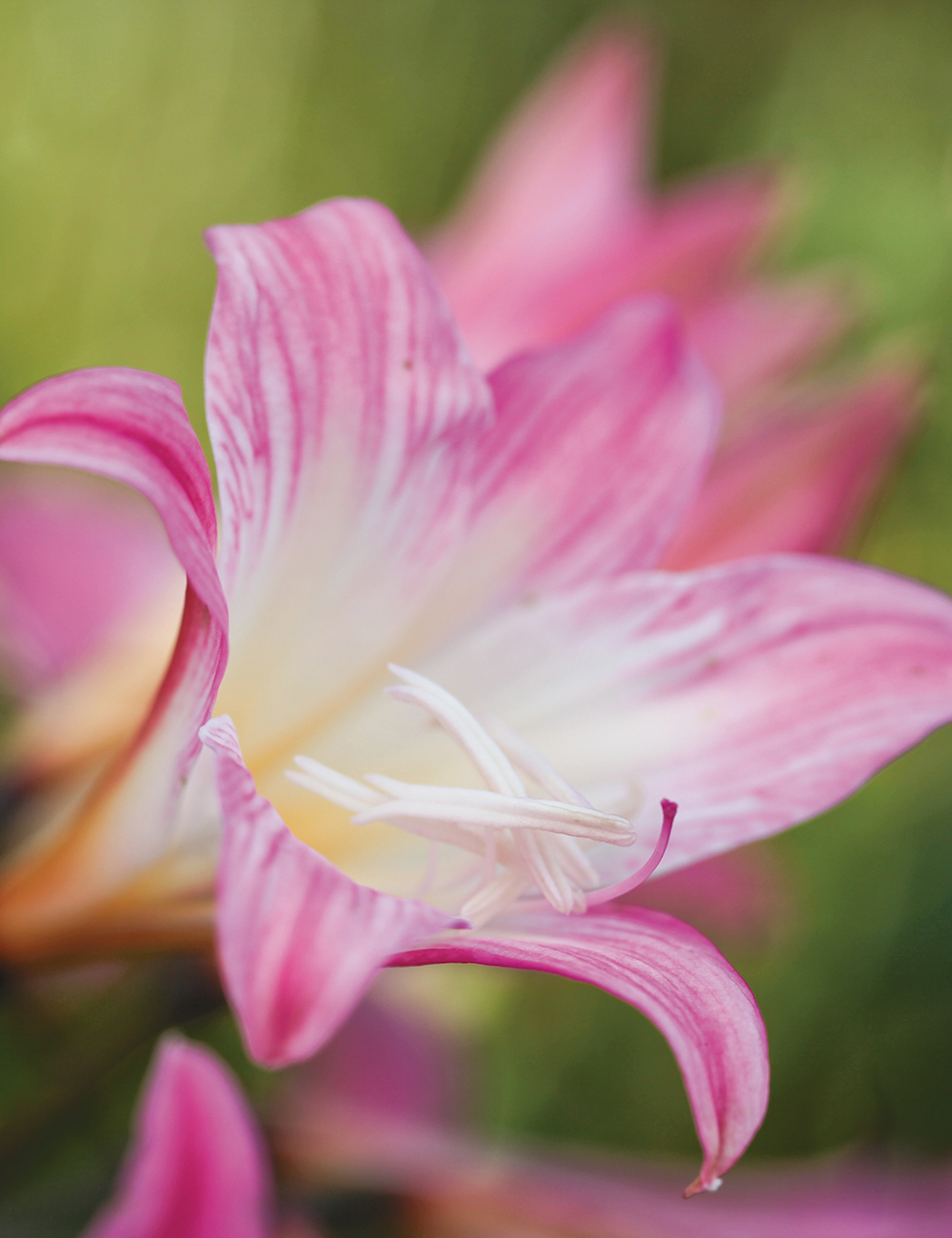 Belladonna Lily 'Pink'