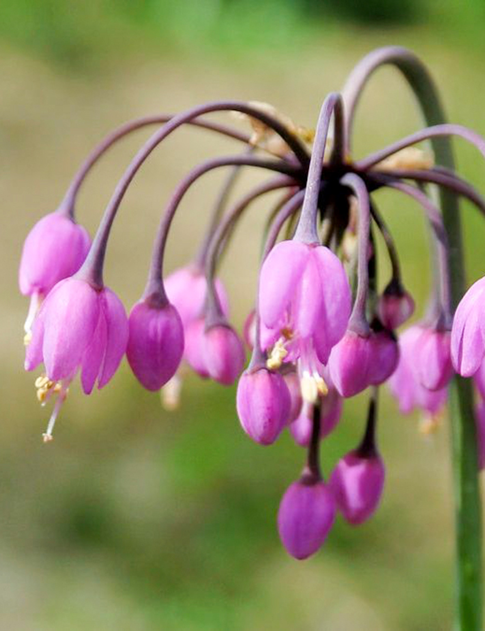 Allium Hidcote