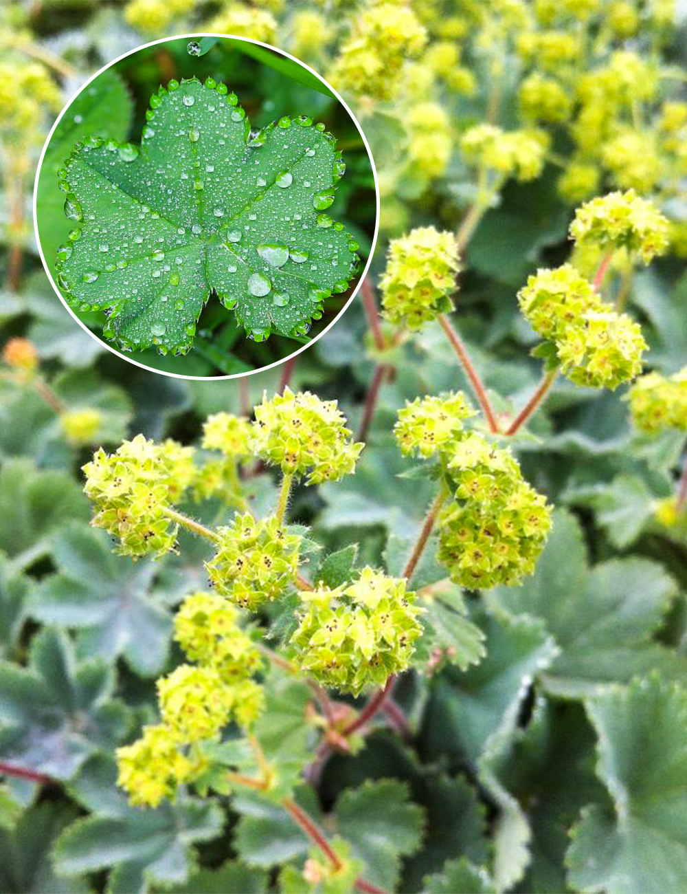 Dwarf Ladies Mantle