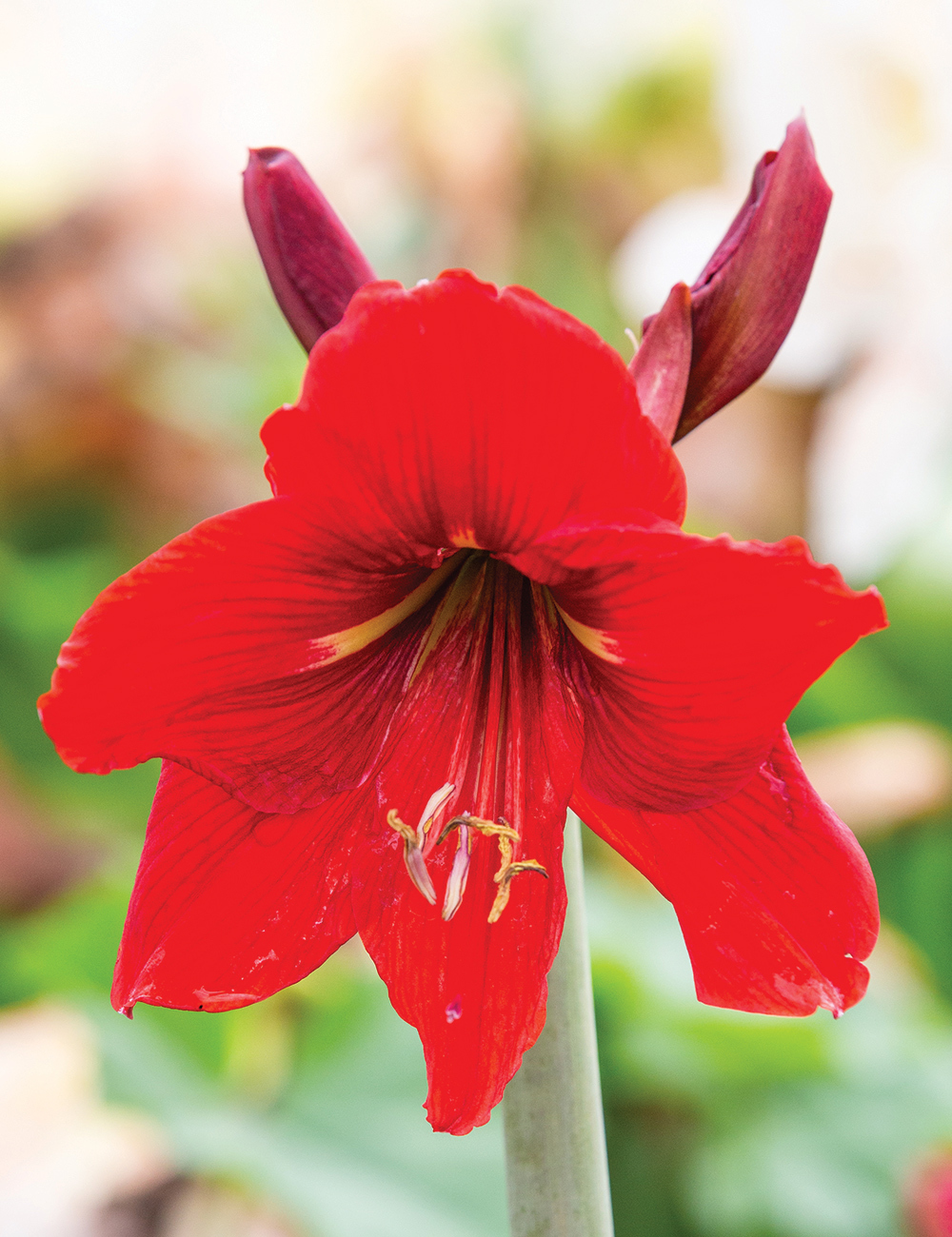 Sonatini Hippeastrum 'Amico'