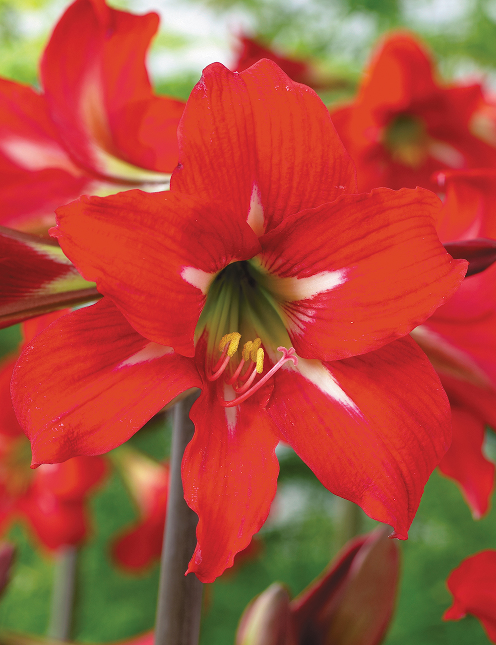 Sonatini Hippeastrum Ballentino