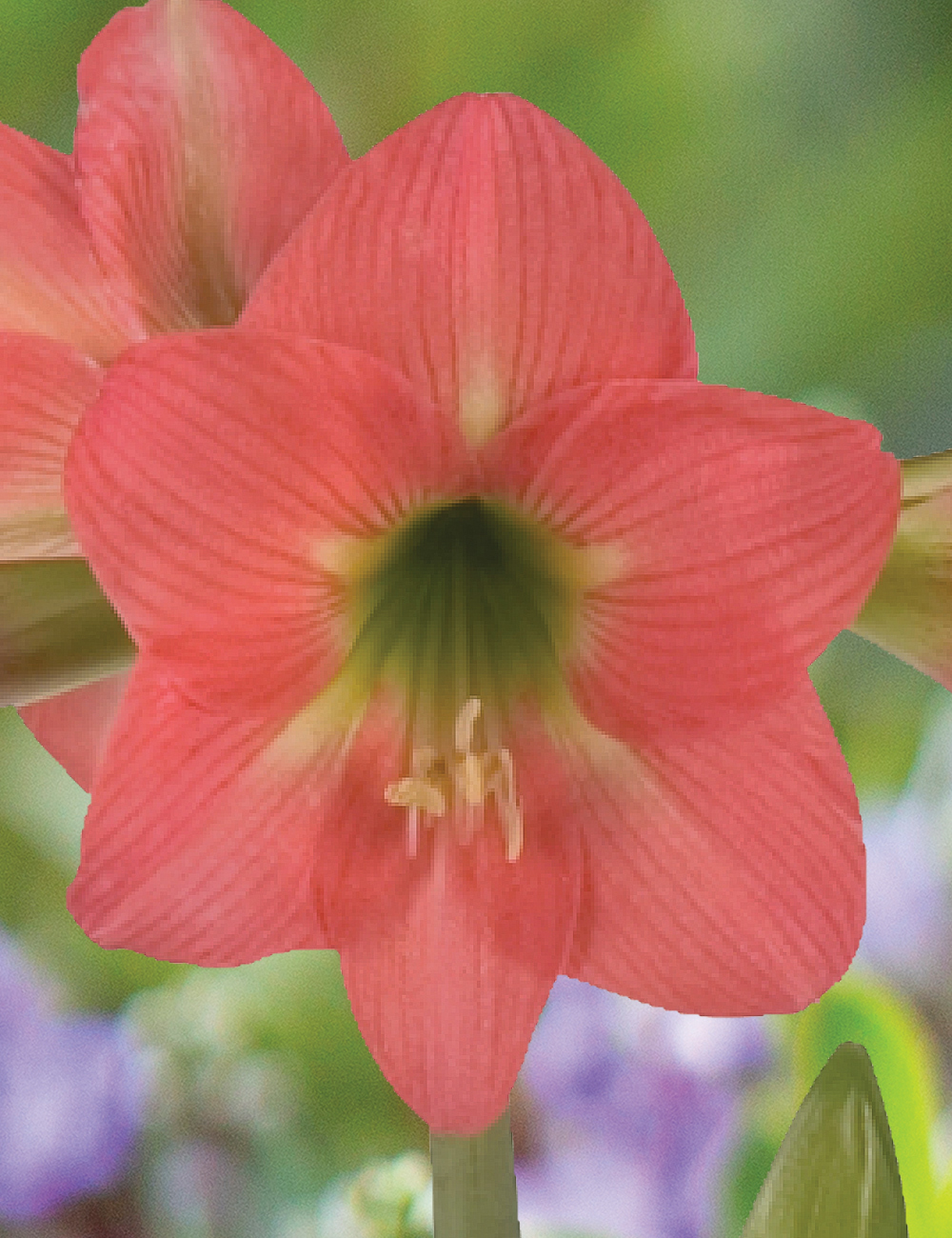 Sonatini Hippeastrum 'Belladonna'