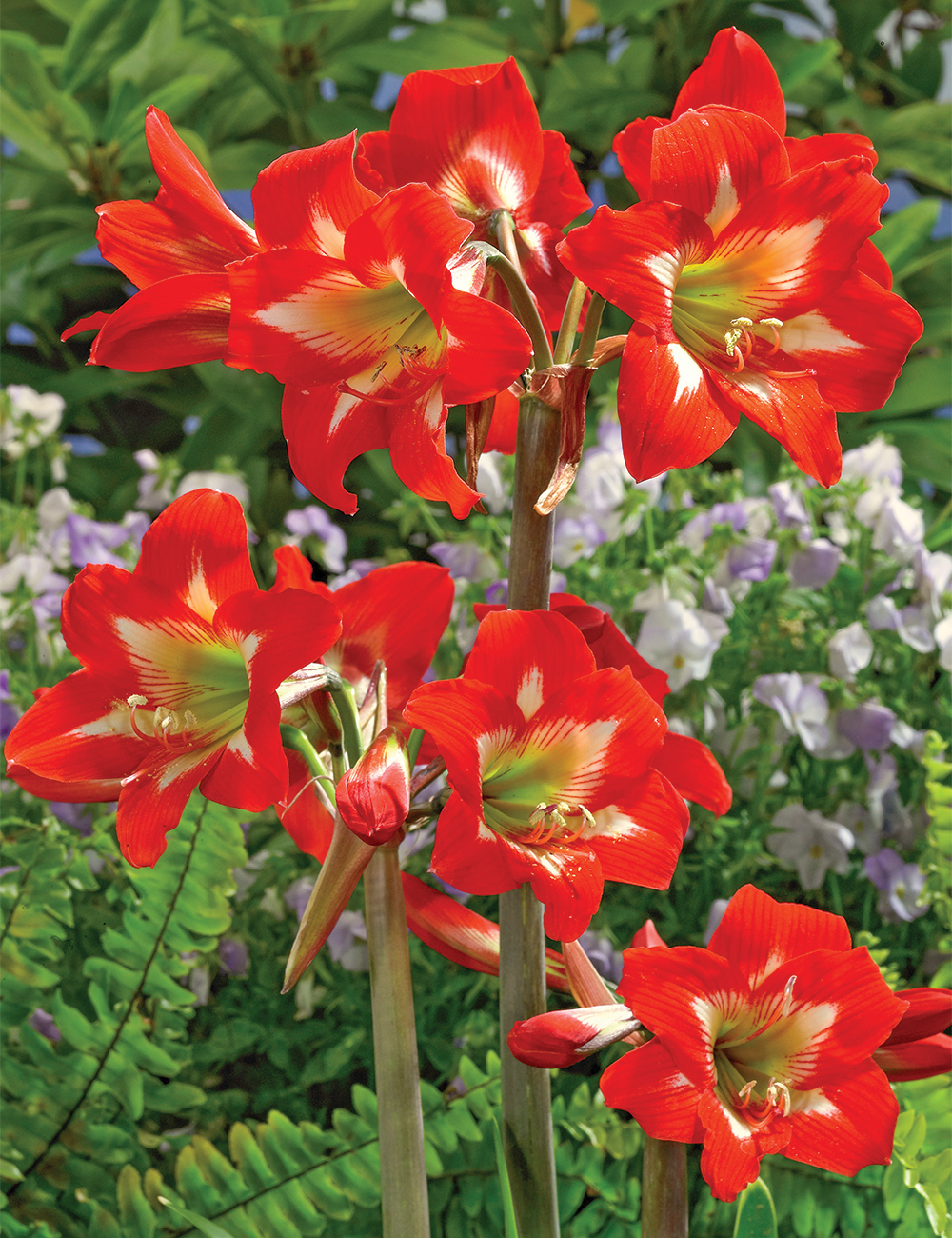 Sonatini Hippeastrum 'Bright Spark'