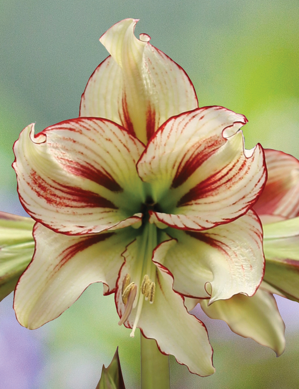 Sonatini Hippeastrum 'Dragonfly'