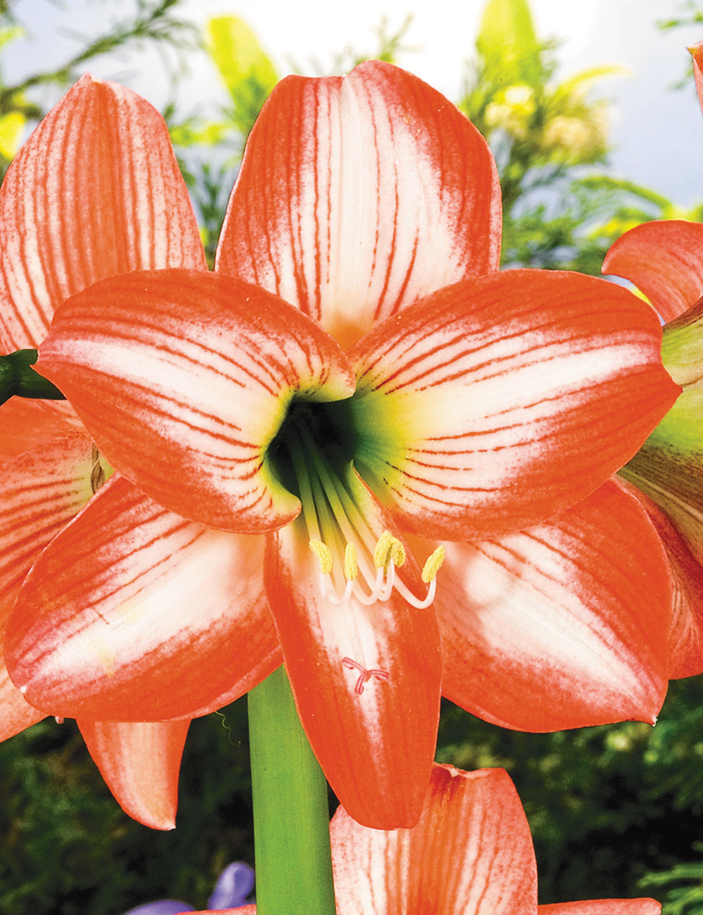 Sonatini Hippeastrum Eyecatcher