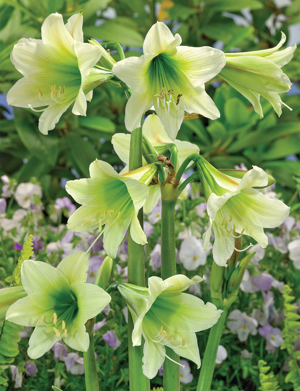 Sonatini Hippeastrum 'Green Shades'