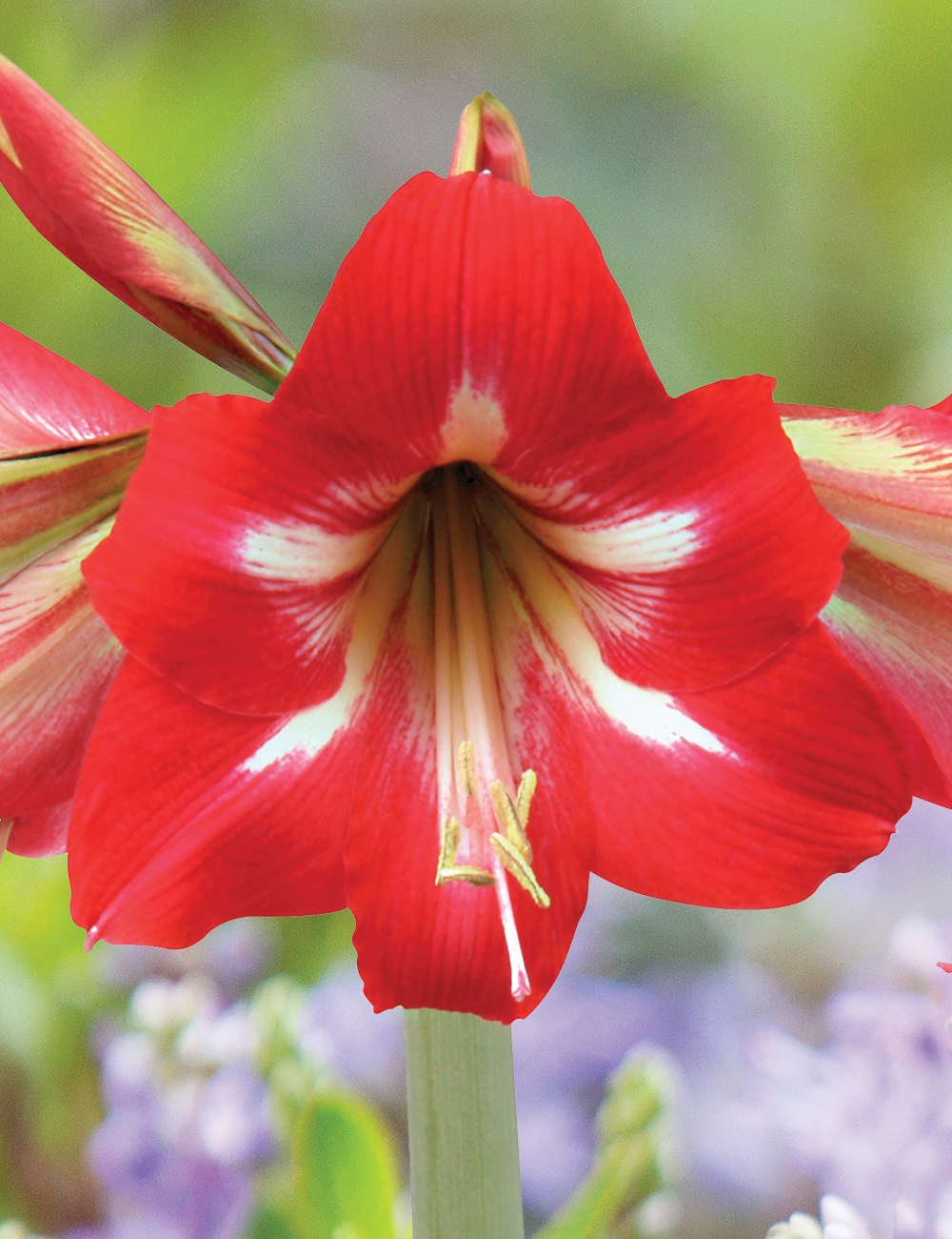 Sonatini Hippeastrum 'Hot Lips'