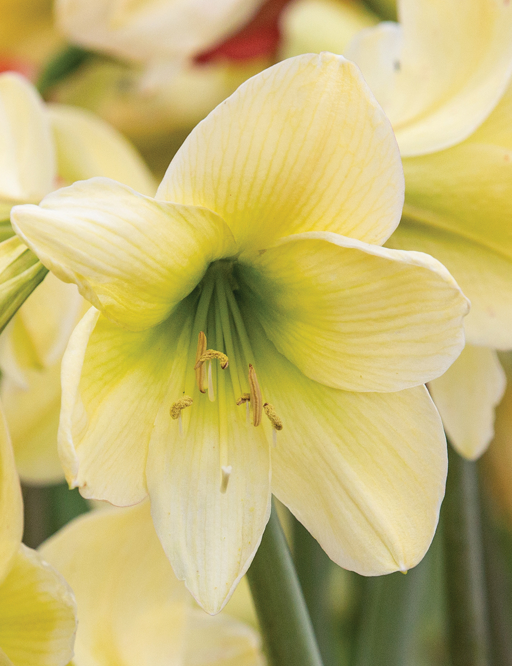 Sonatini Hippeastrum 'Lemon Sorbet'