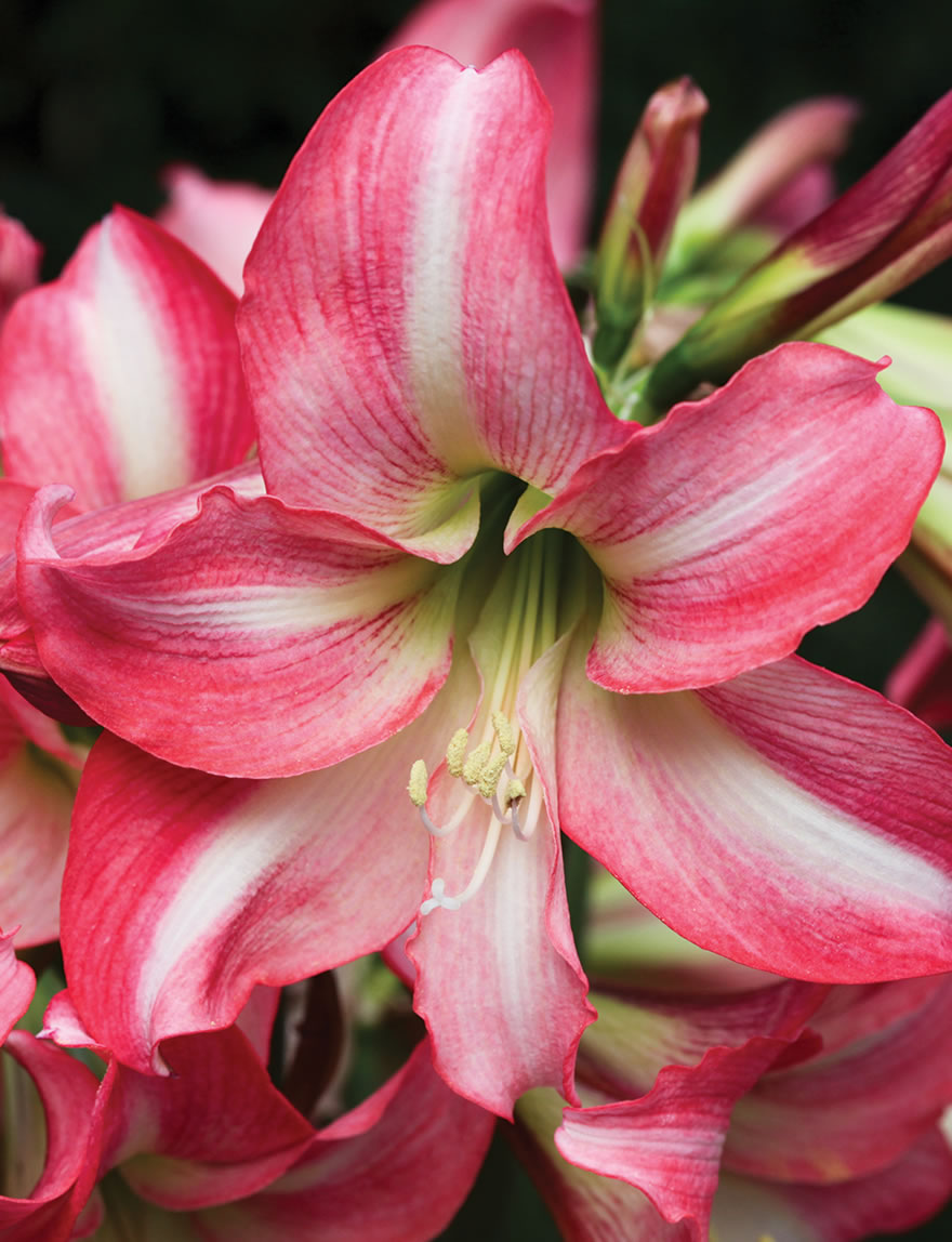 Sonatini Hippeastrum Lollypop