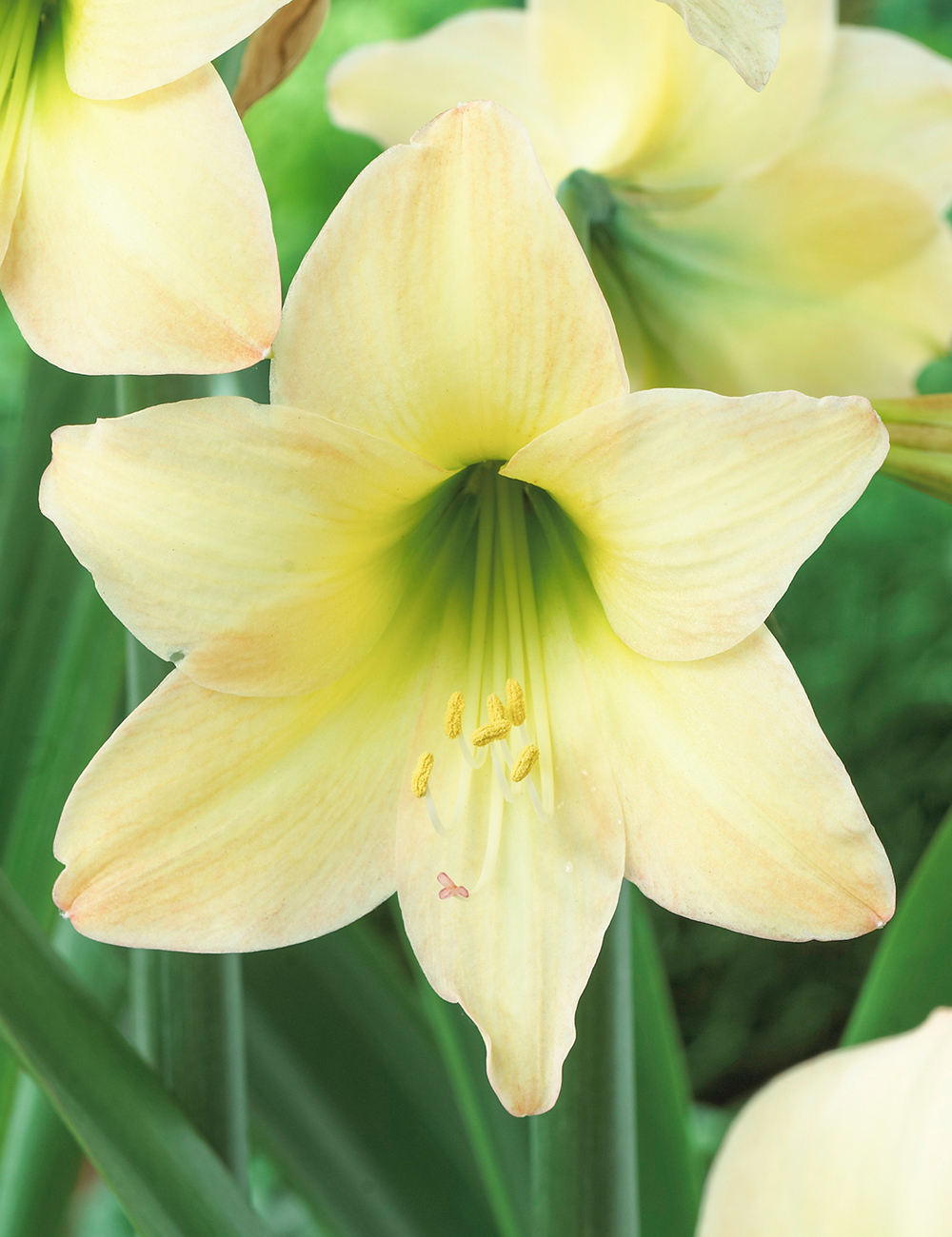 Sonatini Hippeastrum Marrakech