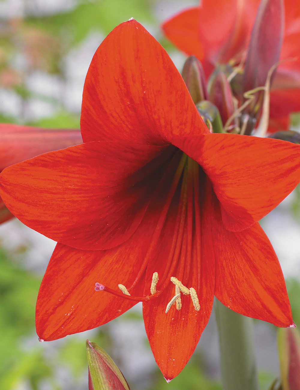 Sonatini Hippeastrum Red Rascal