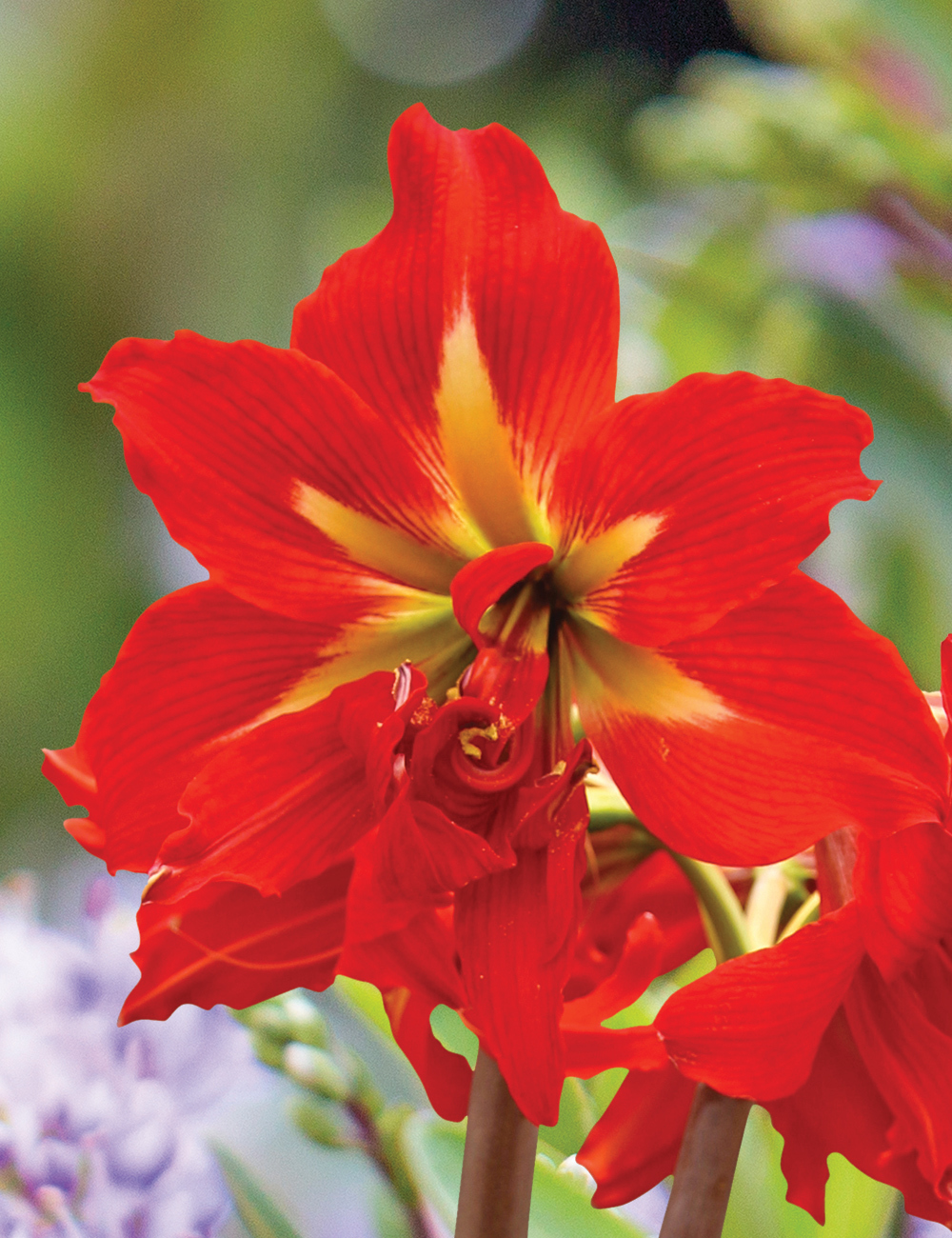 Sonatini Hippeastrum 'Samburu'