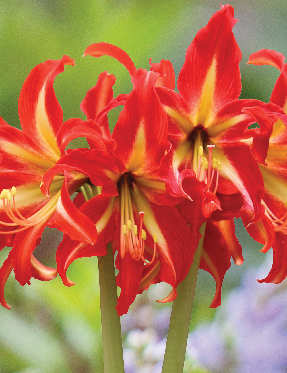 Sonatini Hippeastrum 'Swazi'