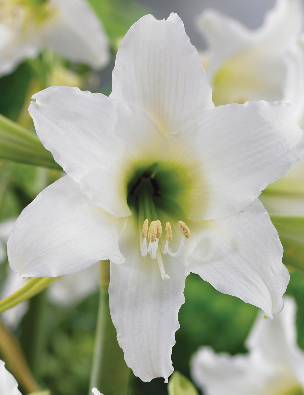 Sonatini Hippeastrum Swan Lake