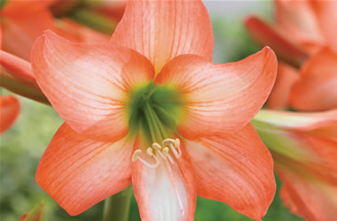Hippeastrum Sonatini Veneto