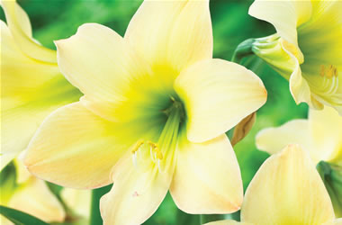 Sonatini Hippeastrums Yellow Rascal