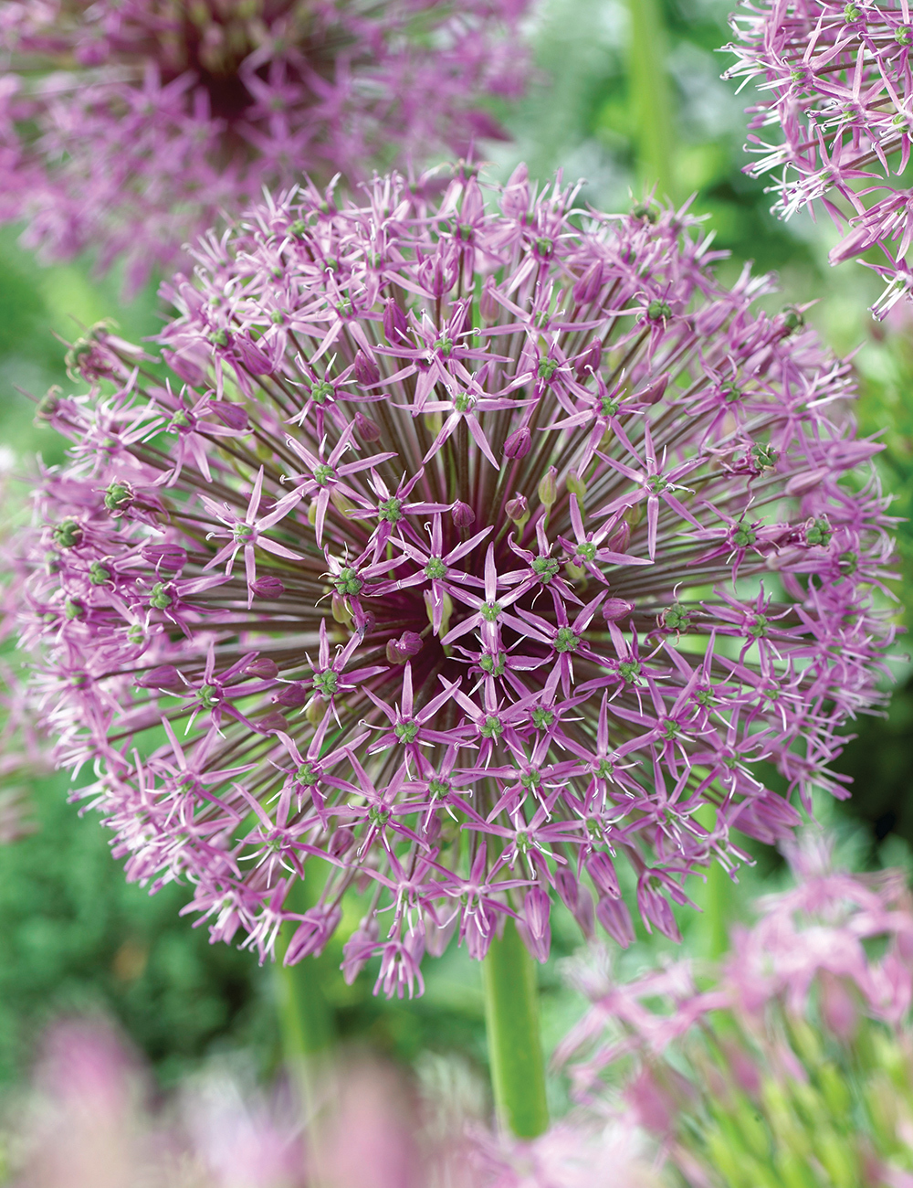 Allium Showy Persian Onion