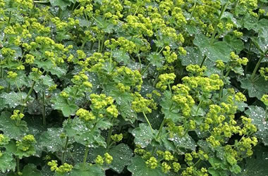 Greek Ladies Mantle