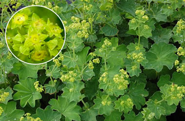 Alchemilla Lady's Mantle