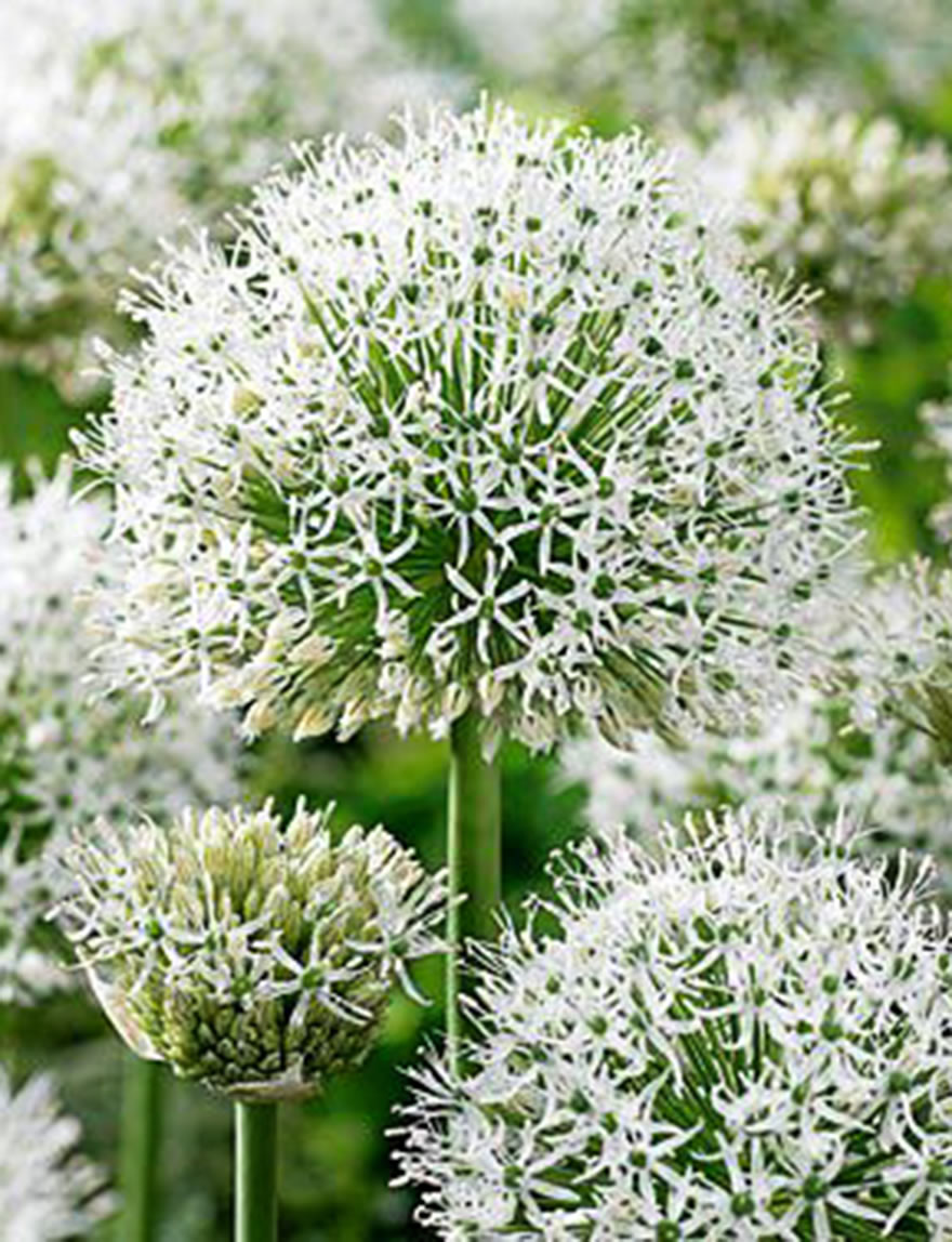Allium White Giant