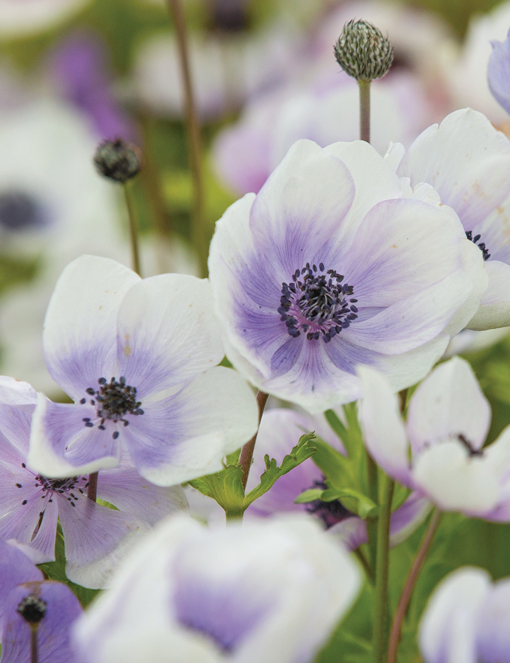 Anemone De Caen 'White Bicolour' - Tesselaar