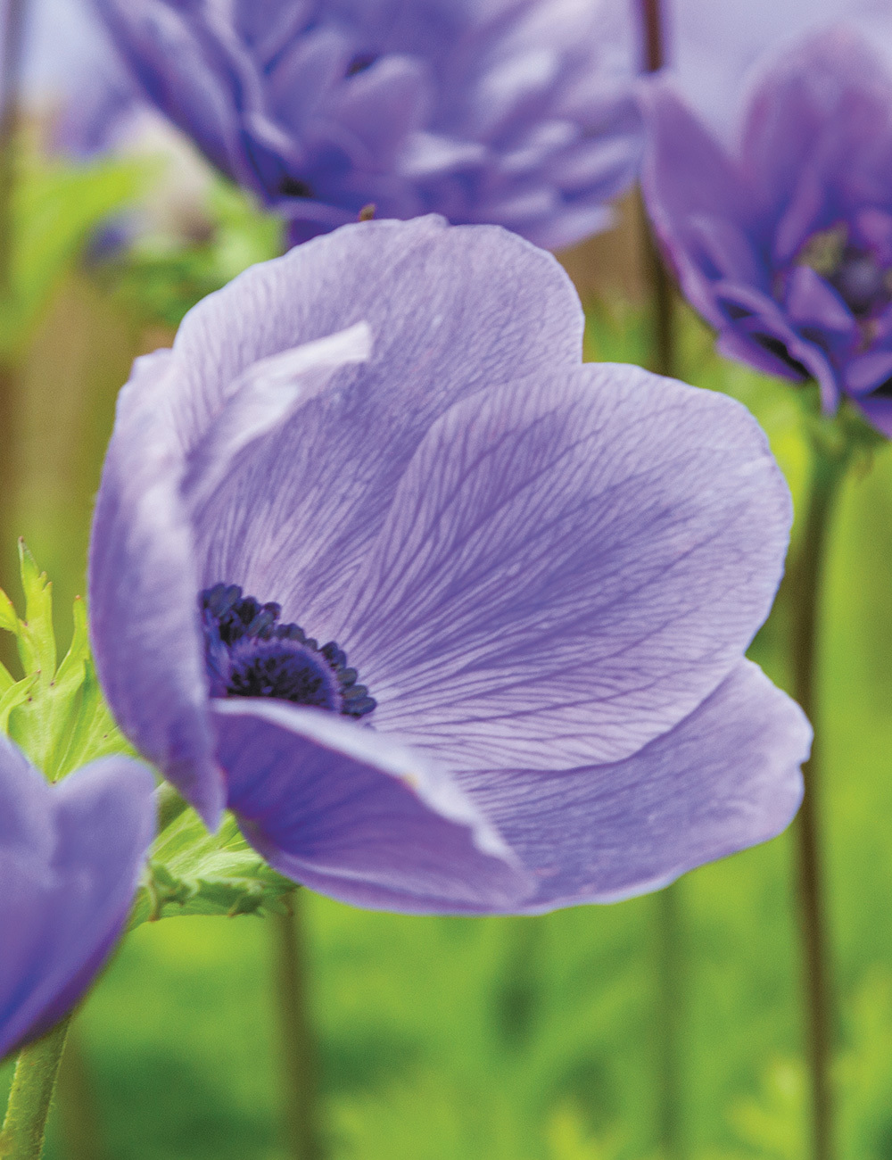 Anemone De Caen 'Blue' - Tesselaar