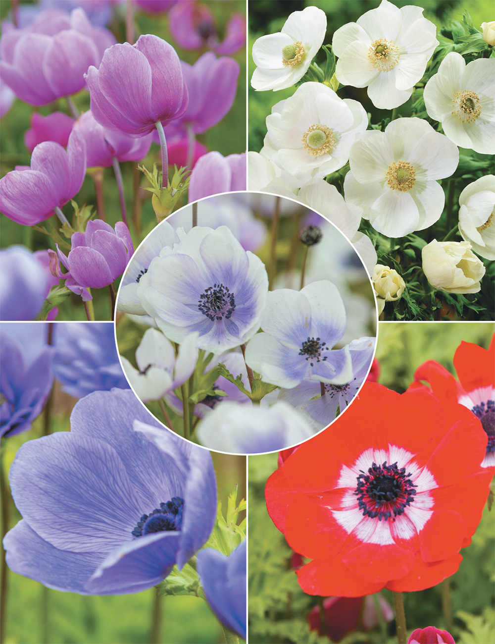 Anemone De Caen Collection - Tesselaar