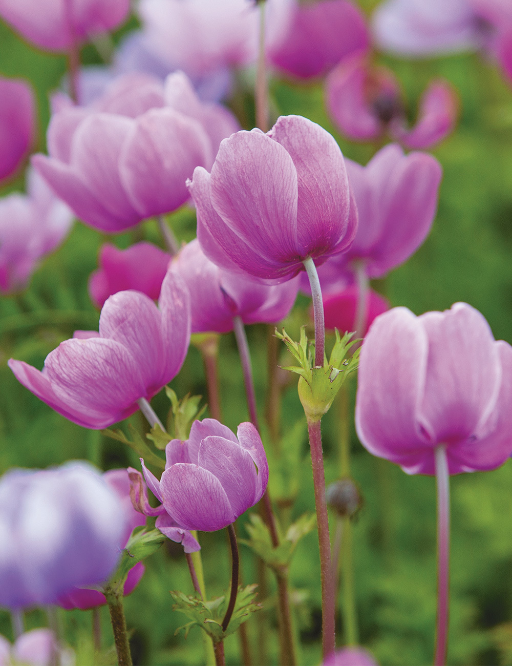 Anemone De Caen 'Pink' - Tesselaar