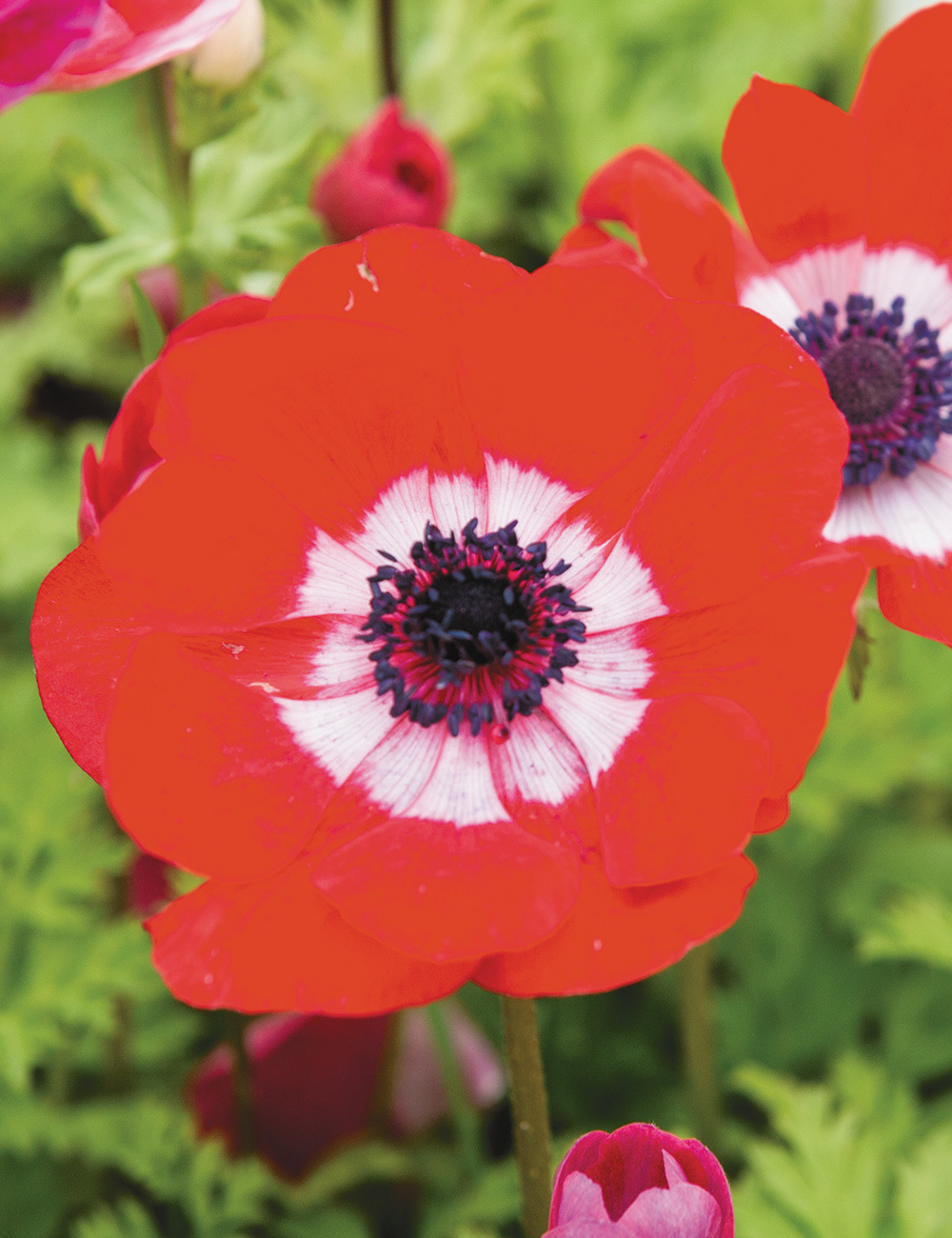 Anemone De Caen 'Red' - Tesselaar