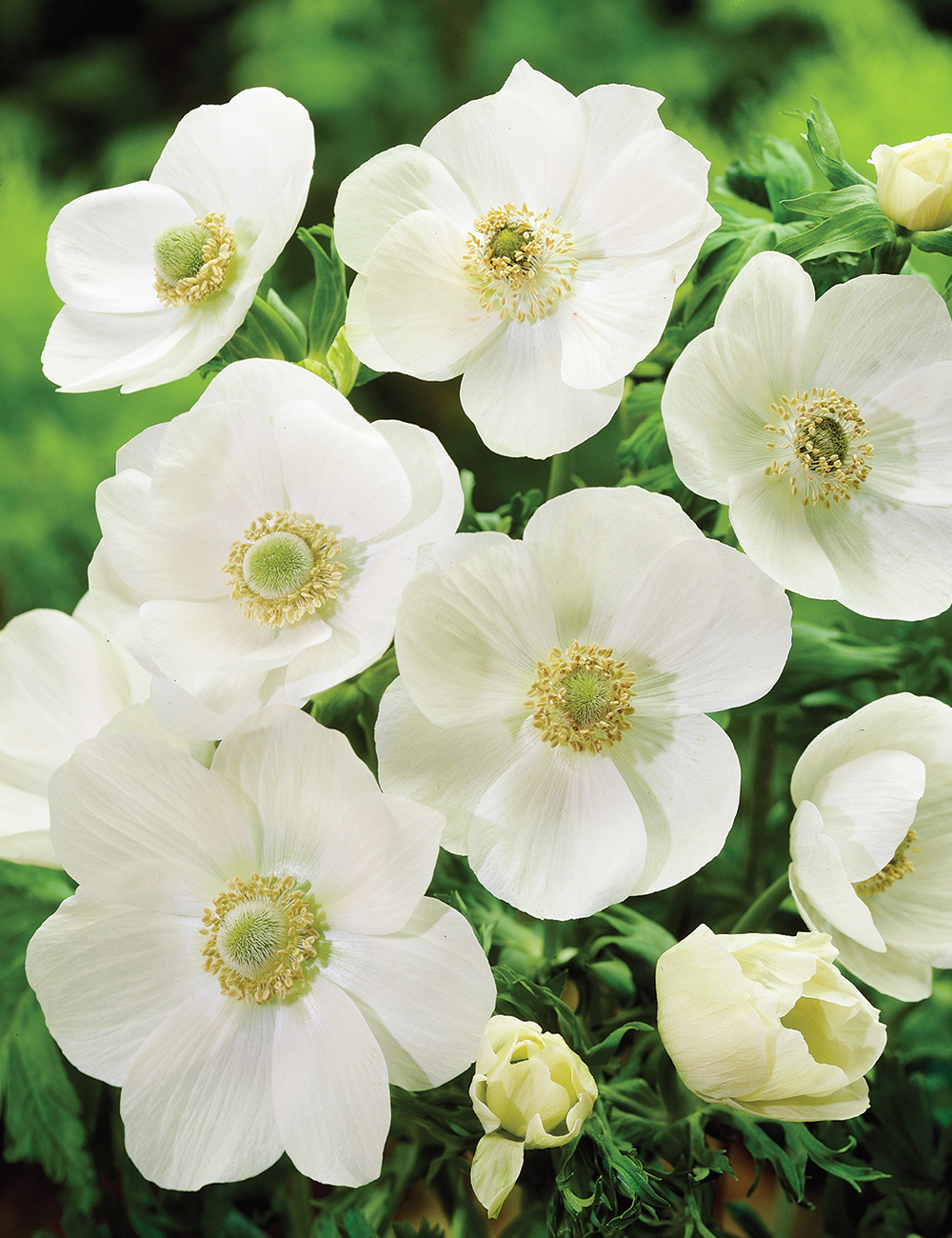 Anemone De Caen 'White' - Tesselaar