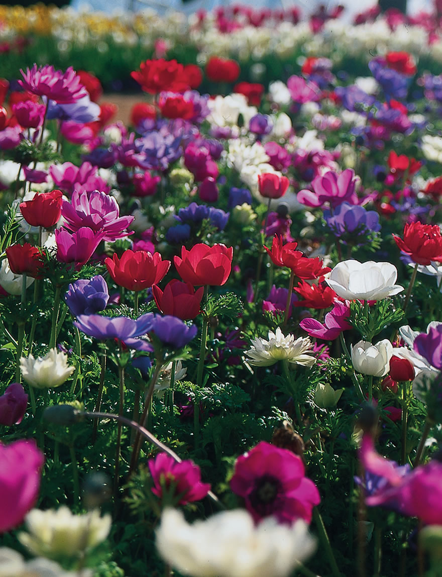 Anemone Devotion Bedding Mixed