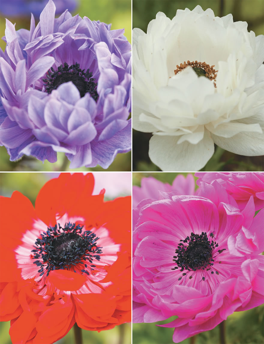 Anemone Devotion Collection