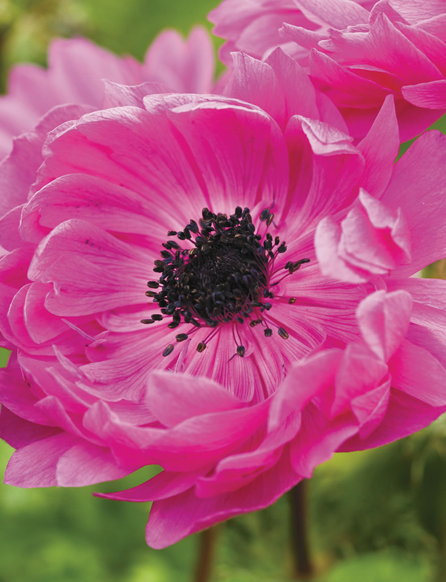 Anemone Devotion Pink