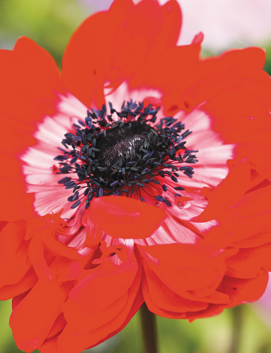 Anemone Devotion Red