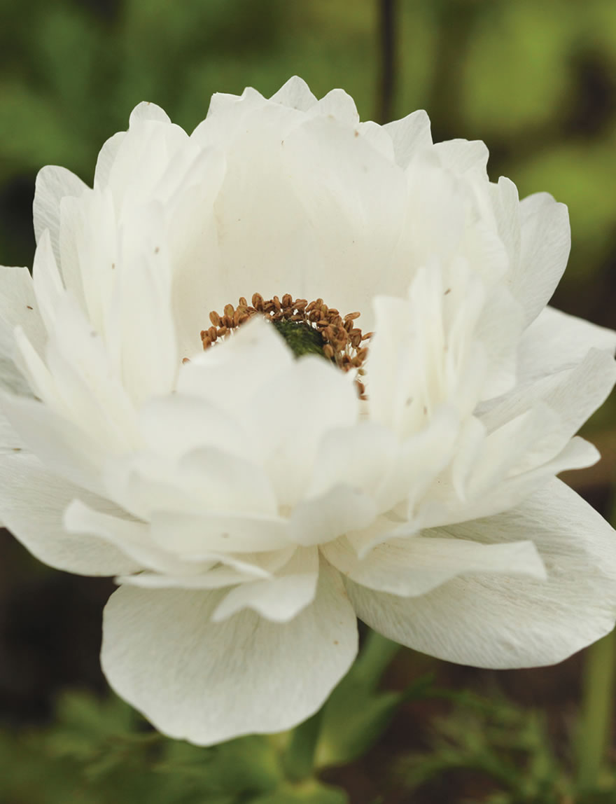 Anemone Devotion White