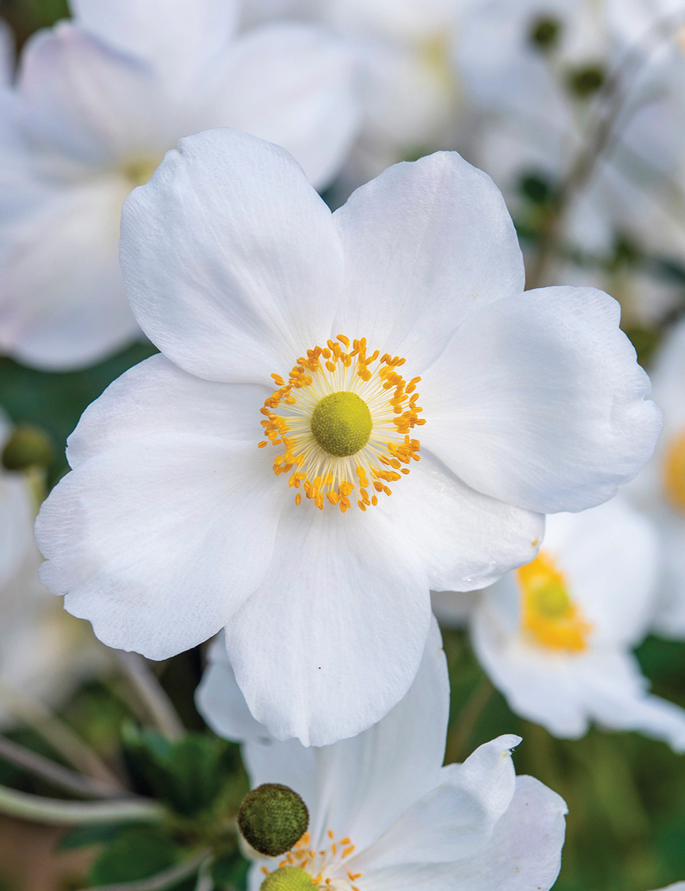 Japanese Anemone 'Elite Pure White'