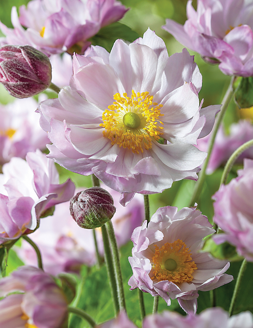 Japanese Anemone 'Queen Charlotte'