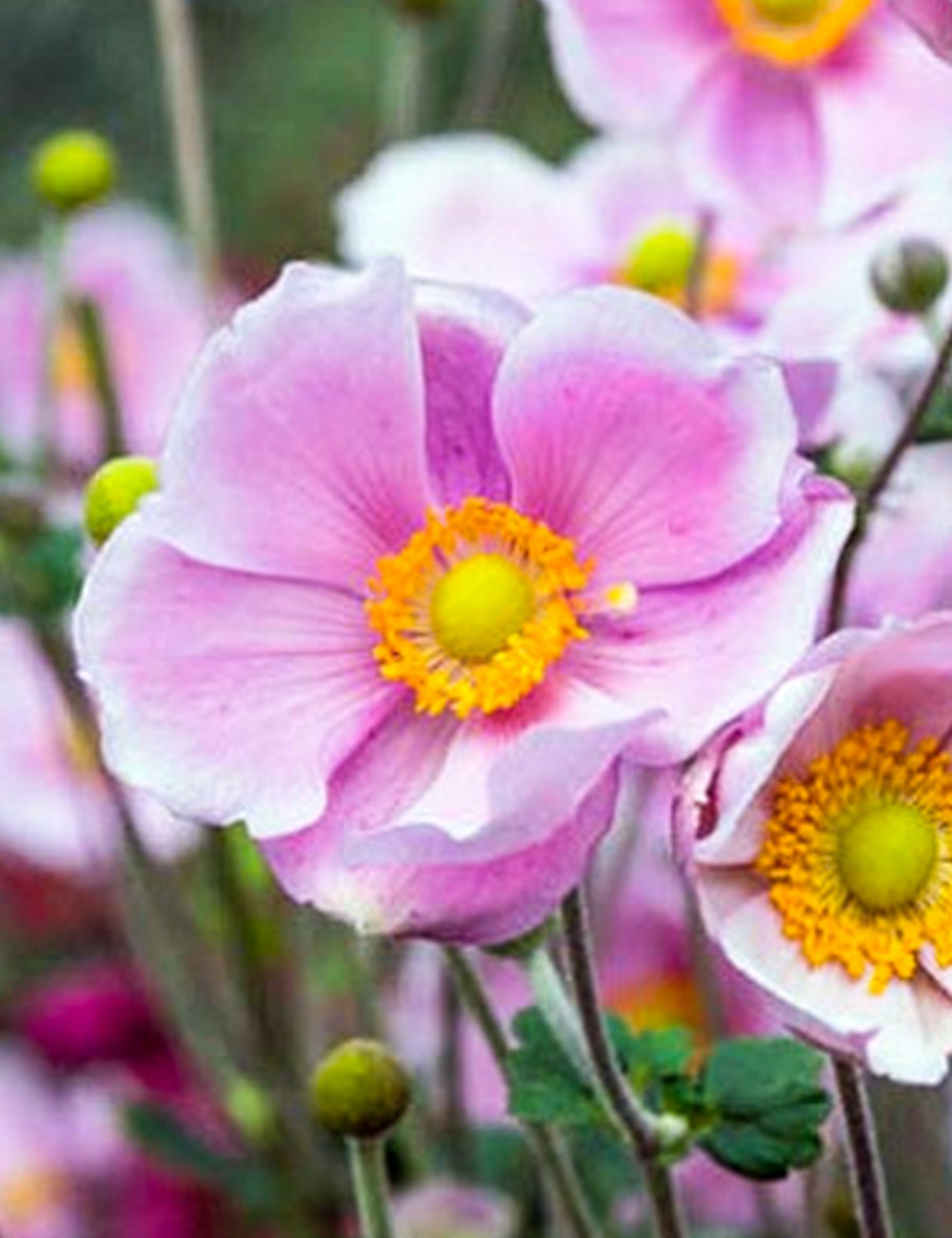 Japanese Anemone Pink