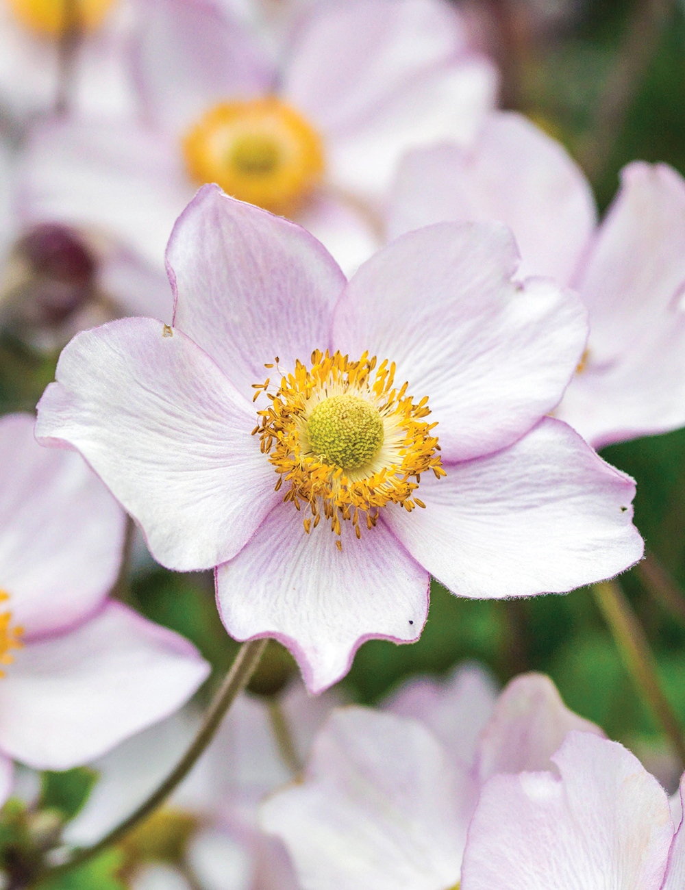 Japanese Anemone 'Pink Saucer'