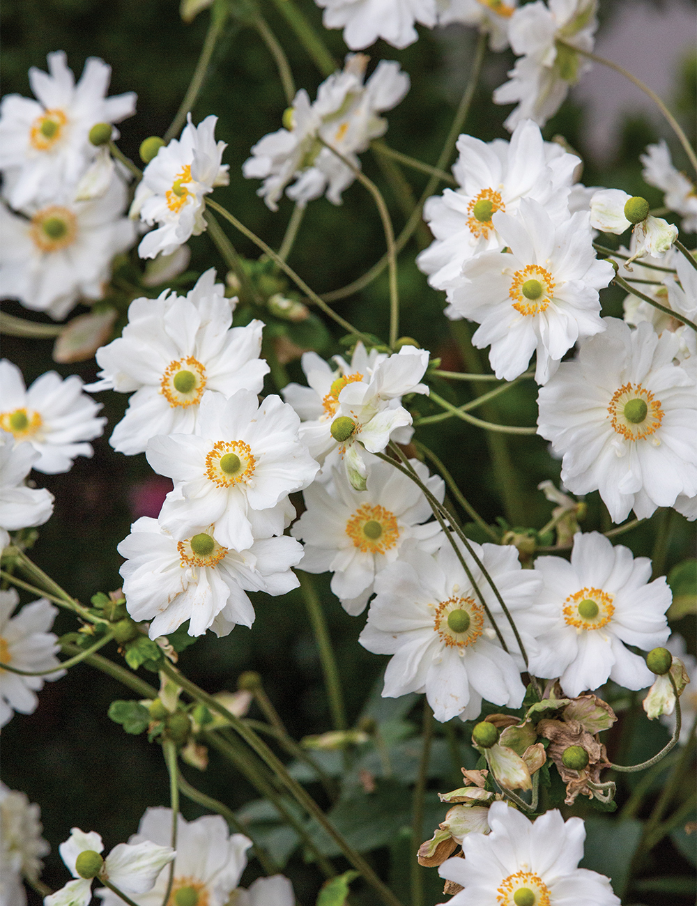 Japanese Anemone 'Snow Angel'