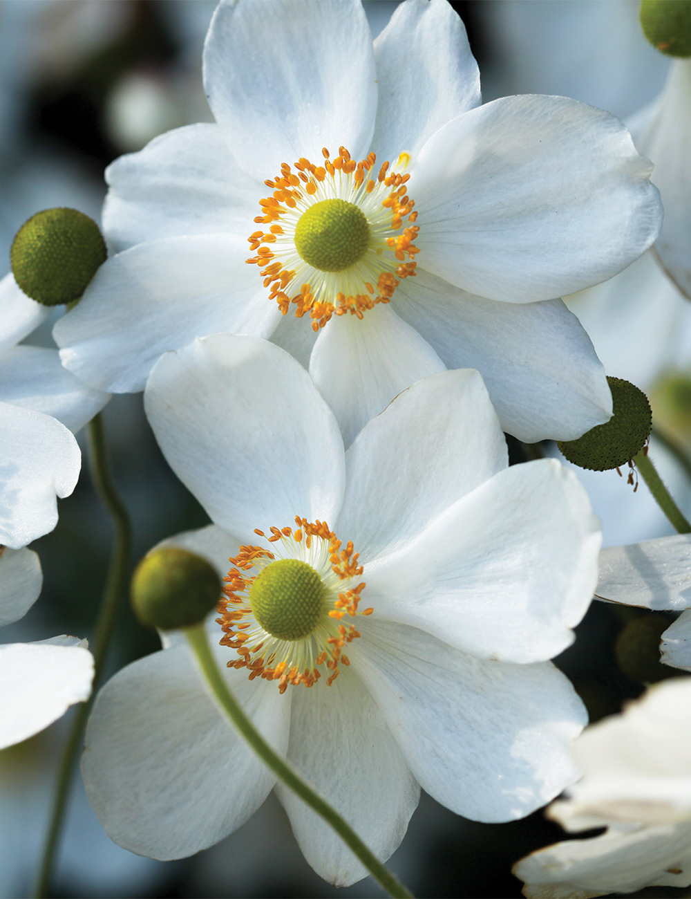 Japanese Anemone White